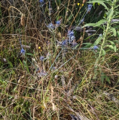 Eryngium ovinum (Blue Devil) at Mount Majura - 2 Jan 2022 by abread111