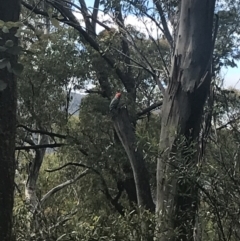 Callocephalon fimbriatum (Gang-gang Cockatoo) at Cotter River, ACT - 27 Dec 2021 by Tapirlord