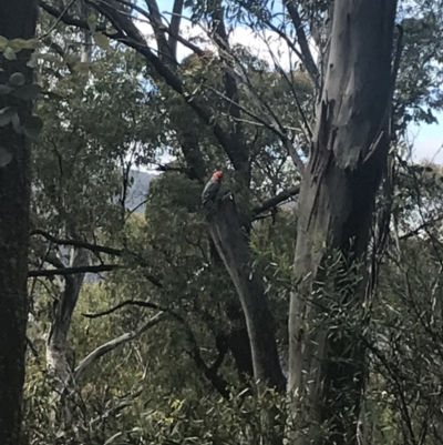 Callocephalon fimbriatum (Gang-gang Cockatoo) at Namadgi National Park - 27 Dec 2021 by Tapirlord