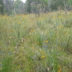 Eryngium ovinum (Blue Devil) at Watson, ACT - 27 Dec 2021 by MPW