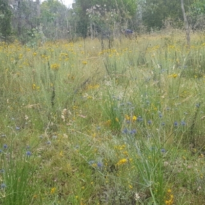 Eryngium ovinum (Blue Devil) at Mount Majura - 27 Dec 2021 by MAX