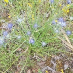 Eryngium ovinum at Watson, ACT - suppressed