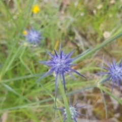 Eryngium ovinum at Watson, ACT - suppressed