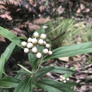 Ozothamnus stirlingii at Cotter River, ACT - 28 Dec 2021 09:51 AM