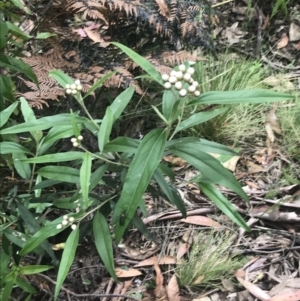 Ozothamnus stirlingii at Cotter River, ACT - 28 Dec 2021 09:51 AM