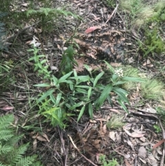 Ozothamnus stirlingii at Cotter River, ACT - 28 Dec 2021 09:51 AM