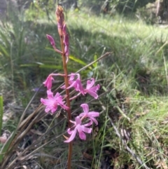 Dipodium roseum (Rosy Hyacinth Orchid) at Mittagong, NSW - 2 Jan 2022 by JanetMW