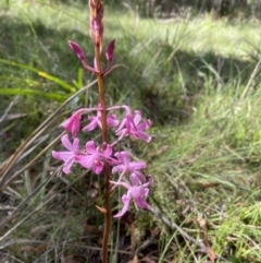 Dipodium roseum at Mittagong, NSW - suppressed