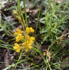 Goodenia sp. (Goodenia) at Wingecarribee Local Government Area - 2 Jan 2022 by JanetMW