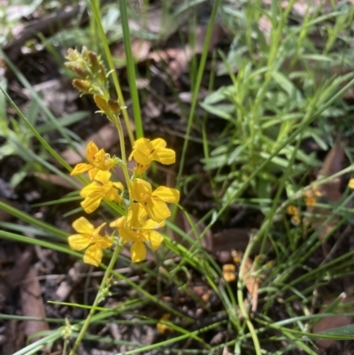 Goodenia sp. (Goodenia) at Wingecarribee Local Government Area - 3 Jan 2022 by JanetMW