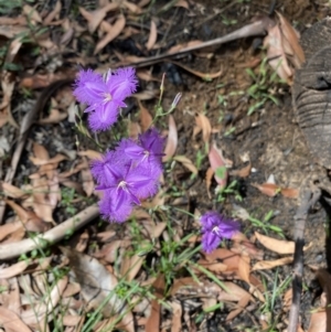 Thysanotus tuberosus subsp. tuberosus at Mittagong, NSW - 3 Jan 2022