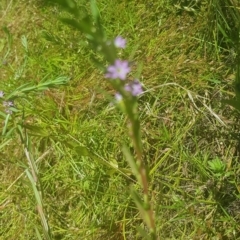 Lythrum hyssopifolia (Small Loosestrife) at Mount Majura - 20 Jan 2021 by MAX