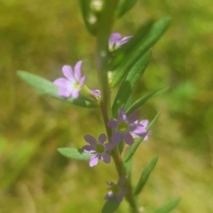 Lythrum hyssopifolia at Watson, ACT - 20 Jan 2021 12:27 PM