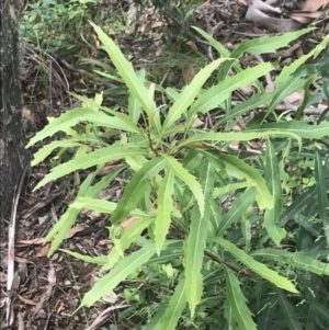 Lomatia myricoides at Cotter River, ACT - 28 Dec 2021