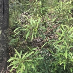 Lomatia myricoides at Cotter River, ACT - 28 Dec 2021