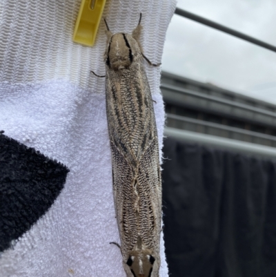 Endoxyla encalypti (Wattle Goat Moth) at Reservoir, VIC - 4 Jan 2022 by Alicejac