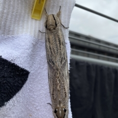 Unidentified Wood moth (Cossidae) (TBC) at Reservoir, VIC - 4 Jan 2022 by Alicejac