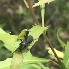 Chauliognathus lugubris (Plague Soldier Beetle) at Cotter River, ACT - 27 Dec 2021 by Tapirlord