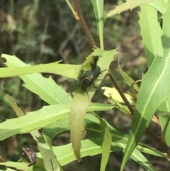 Chauliognathus lugubris at Cotter River, ACT - 28 Dec 2021