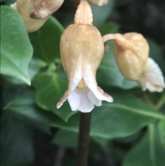 Gastrodia sesamoides (Cinnamon Bells) at Cotter River, ACT - 28 Dec 2021 by Tapirlord