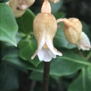 Gastrodia sesamoides at Cotter River, ACT - suppressed