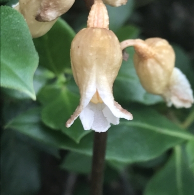 Gastrodia sesamoides (Cinnamon Bells) at Cotter River, ACT - 28 Dec 2021 by Tapirlord