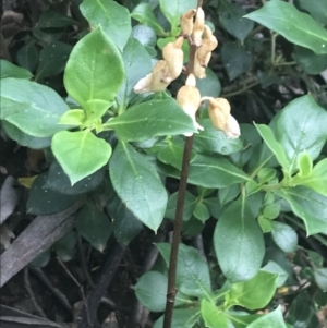 Gastrodia sesamoides at Cotter River, ACT - suppressed