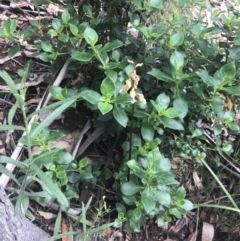 Gastrodia sesamoides at Cotter River, ACT - suppressed