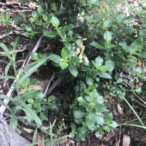 Gastrodia sesamoides at Cotter River, ACT - 28 Dec 2021