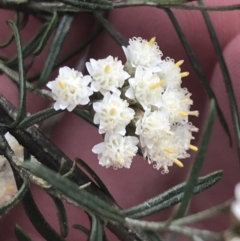 Ozothamnus thyrsoideus (Sticky Everlasting) at Cotter River, ACT - 28 Dec 2021 by Tapirlord