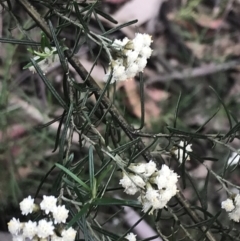 Ozothamnus thyrsoideus at Cotter River, ACT - 28 Dec 2021