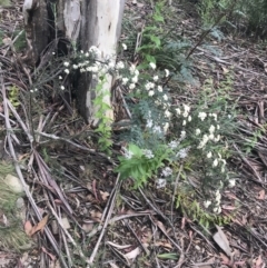 Ozothamnus thyrsoideus at Cotter River, ACT - 28 Dec 2021 09:54 AM