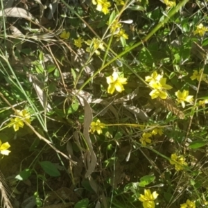 Goodenia hederacea subsp. hederacea at Watson, ACT - 29 Dec 2021 07:07 PM