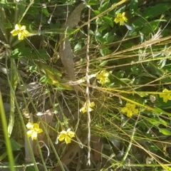 Goodenia hederacea subsp. hederacea at Watson, ACT - 29 Dec 2021 07:07 PM