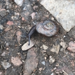 Austrorhytida capillacea (Common Southern Carnivorous Snail) at Cotter River, ACT - 28 Dec 2021 by Tapirlord