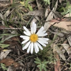 Celmisia tomentella (Common Snow Daisy) at Cotter River, ACT - 28 Dec 2021 by Tapirlord