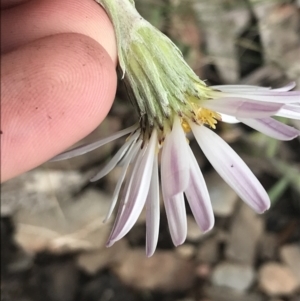 Celmisia tomentella at Cotter River, ACT - 28 Dec 2021