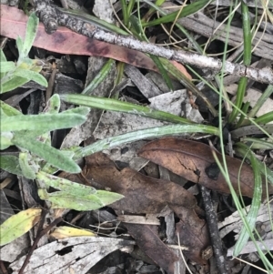 Celmisia tomentella at Cotter River, ACT - 28 Dec 2021