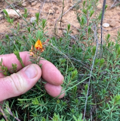 Pultenaea subspicata (Low Bush-pea) at Crace Grasslands - 2 Jan 2022 by NickiTaws