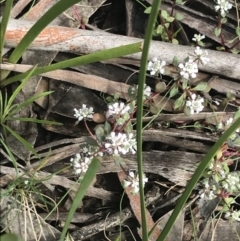 Poranthera microphylla (Small Poranthera) at Cotter River, ACT - 28 Dec 2021 by Tapirlord