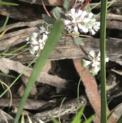 Poranthera microphylla at Cotter River, ACT - 28 Dec 2021