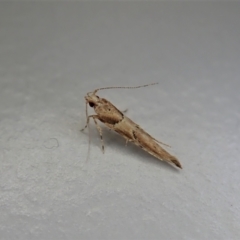 Pyroderces falcatella (Cornworm) at Cook, ACT - 2 Jan 2022 by CathB