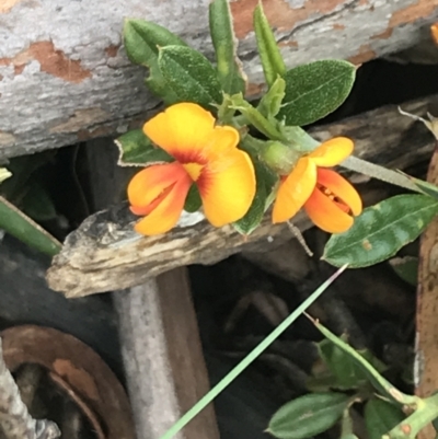 Podolobium alpestre (Shaggy Alpine Pea) at Cotter River, ACT - 28 Dec 2021 by Tapirlord