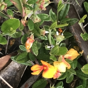 Podolobium alpestre at Cotter River, ACT - 28 Dec 2021