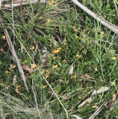 Podolobium alpestre at Cotter River, ACT - 28 Dec 2021 10:42 AM