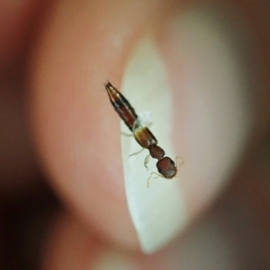 Staphylinidae (family) at Cook, ACT - 2 Jan 2022