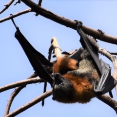 Pteropus poliocephalus (Grey-headed Flying-fox) at Commonwealth & Kings Parks - 3 Jan 2022 by Sammyj87