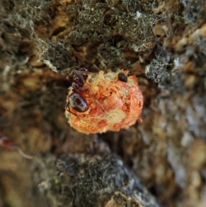 Mataeomera (genus) at Cook, ACT - 3 Jan 2022