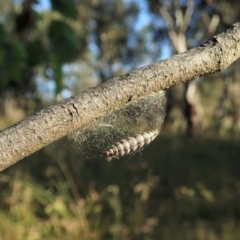 Anestia (genus) (A tiger moth) at Cook, ACT - 3 Jan 2022 by CathB