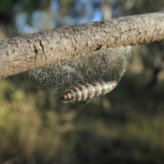 Anestia (genus) at Cook, ACT - 3 Jan 2022